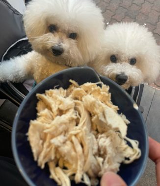 ビションフリーゼ　おもち  おもふくさんぽ彡おじ飯 IMG_8779-326x380