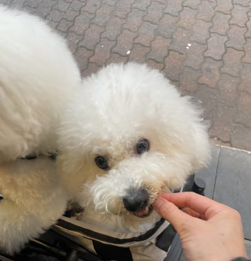 ビションフリーゼ　おもち  おもふくさんぽ彡おじ飯 IMG_8781-365x380