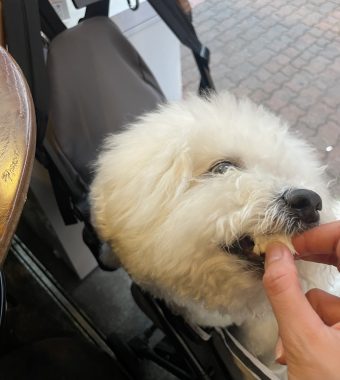 ビションフリーゼ　おもち  おもふくさんぽ彡おじ飯 IMG_8782-340x380