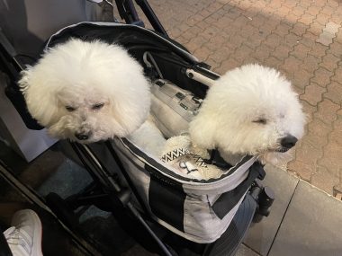 ビションフリーゼ　おもち  おもふくさんぽ彡おじ飯 IMG_8788-380x285