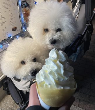 ビションフリーゼ　おもち  おもふくさんぽ彡おじ飯 IMG_8791-326x380