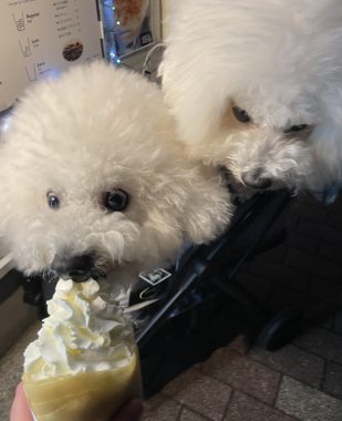 ビションフリーゼ　おもち  おもふくさんぽ彡おじ飯 IMG_8793-309x380