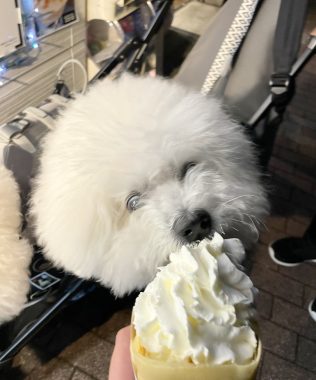 ビションフリーゼ　おもち  おもふくさんぽ彡おじ飯 IMG_8794-316x380