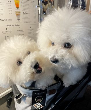 ビションフリーゼ　おもち  おもふくさんぽ彡おじ飯 IMG_8795-314x380