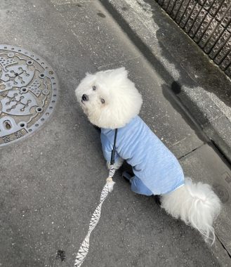 ビションフリーゼ　おもち  ふくらむちゃんリハビリの日 IMG_8809-329x380