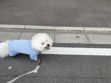 ビションフリーゼ　おもち  ふくらむちゃんリハビリの日 IMG_8815-380x285