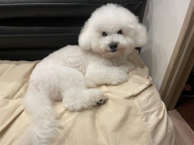 ビションフリーゼ　おもち  ふくらむちゃんリハビリの日 IMG_8818-380x285