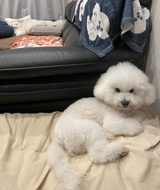 ビションフリーゼ　おもち  ふくらむちゃんリハビリの日 IMG_8819-320x380