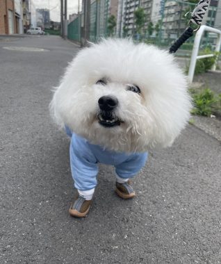 ビションフリーゼ　おもち  おもちふくおじさんぽ彡 IMG_8833-318x380