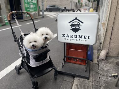 ビションフリーゼ　おもち  おもちふくおじさんぽ彡 IMG_8843-380x285