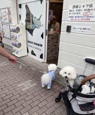 ビションフリーゼ　おもち  おもちふくおじさんぽ彡 IMG_8865-314x380