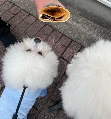 ビションフリーゼ　おもち  おもちふくおじさんぽ彡 IMG_8866-354x380