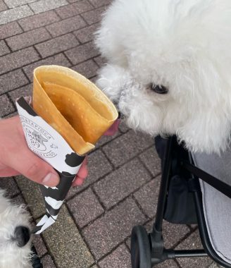 ビションフリーゼ　おもち  おもちふくおじさんぽ彡 IMG_8867-328x380
