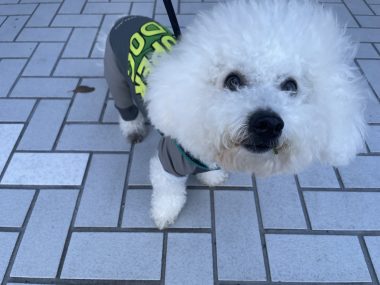 ビションフリーゼ　おもち  りぶゆぶおもち・自由が丘バーガー IMG_8919-380x285