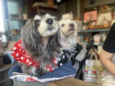 ビションフリーゼ　おもち  りぶゆぶおもち・自由が丘バーガー IMG_8937-380x285