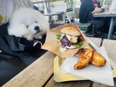 ビションフリーゼ　おもち  りぶゆぶおもち・自由が丘バーガー IMG_8942-380x285