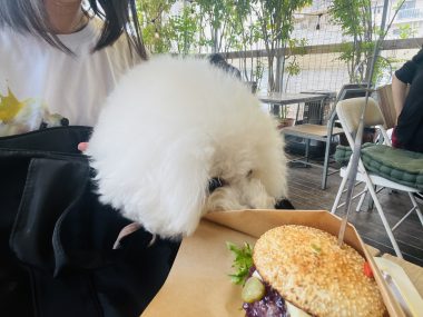 ビションフリーゼ　おもち  りぶゆぶおもち・自由が丘バーガー IMG_8943-380x285