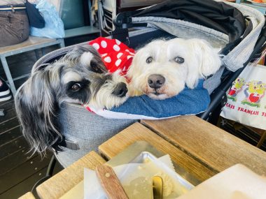 ビションフリーゼ　おもち  りぶゆぶおもち・自由が丘バーガー IMG_8953-380x285
