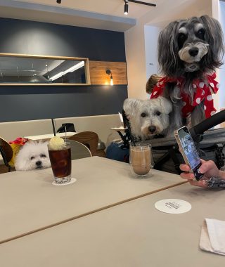ビションフリーゼ　おもち  りぶゆぶおもち・自由が丘バーガー IMG_8969-320x380
