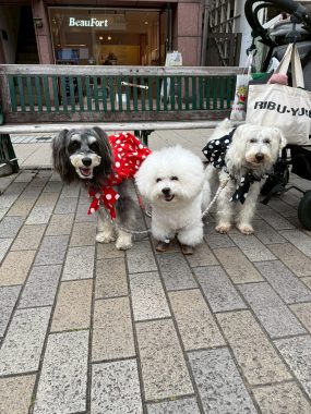 ビションフリーゼ　おもち  りぶゆぶおもち・自由が丘バーガー IMG_8974-285x380