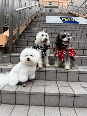 ビションフリーゼ　おもち  りぶゆぶおもち・自由が丘バーガー IMG_8975-285x380