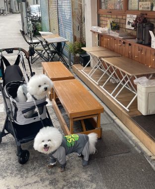 ビションフリーゼ　おもち  おもちふくおじさんぽ彡 IMG_8995-312x380