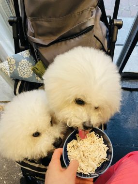 ビションフリーゼ　おもち  おもちふくおじさんぽ彡 IMG_9003-285x380
