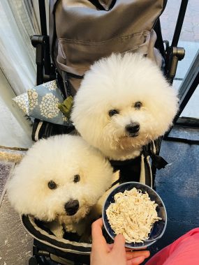 ビションフリーゼ　おもち  おもちふくおじさんぽ彡 IMG_9004-285x380