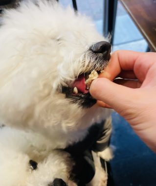 ビションフリーゼ　おもち  おもちふくおじさんぽ彡 IMG_9005-319x380