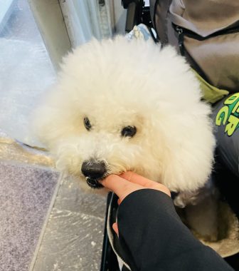 ビションフリーゼ　おもち  おもちふくおじさんぽ彡 IMG_9006-336x380