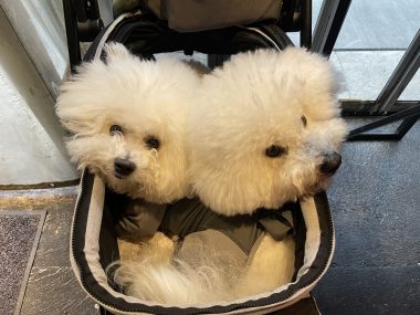 ビションフリーゼ　おもち  おもちふくおじさんぽ彡 IMG_9014-380x285