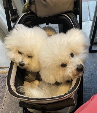 ビションフリーゼ　おもち  おもちふくおじさんぽ彡 IMG_9017-327x380