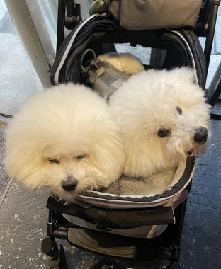 ビションフリーゼ　おもち  おもちふくおじさんぽ彡 IMG_9018-312x380