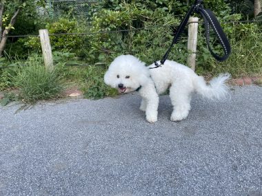 ビションフリーゼ　おもち  ふくらむちゃんのオシッコ問題また IMG_9047-380x285