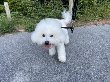 ビションフリーゼ　おもち  ふくらむちゃんのオシッコ問題また IMG_9048-380x285