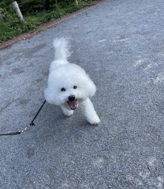ビションフリーゼ　おもち  ふくらむちゃんのオシッコ問題また IMG_9049-329x380