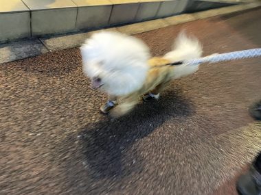 ビションフリーゼ　おもち  ふくらむちゃんのオシッコ問題また IMG_9052-380x285