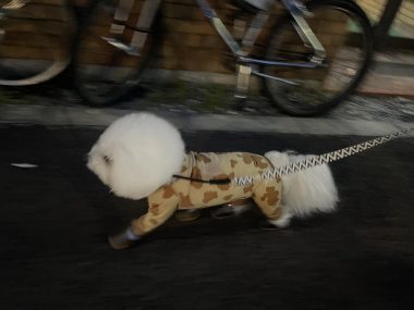 ビションフリーゼ　おもち  ふくらむちゃんのオシッコ問題また IMG_9053-380x285
