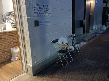 ビションフリーゼ　おもち  ふくらむちゃんのオシッコ問題また IMG_9056-380x285