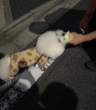 ビションフリーゼ　おもち  ふくらむちゃんのオシッコ問題また IMG_9061-333x380