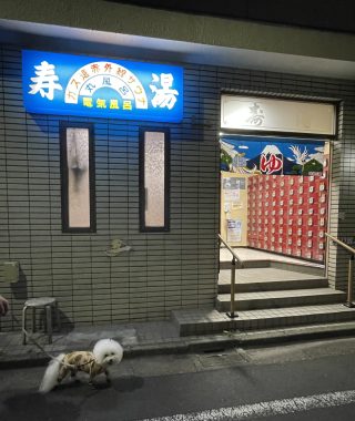 ビションフリーゼ　おもち  ふくらむちゃんのオシッコ問題また IMG_9063-320x380
