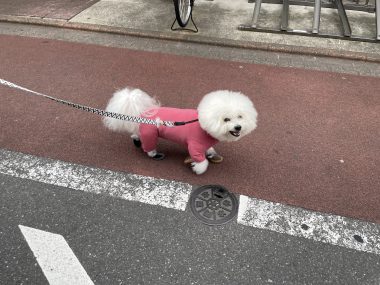 ビションフリーゼ　おもち 自分の事ですが  トルコレストランが素敵だった IMG_9079-380x285
