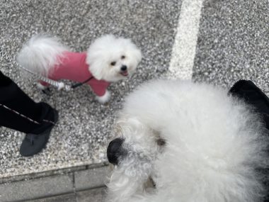ビションフリーゼ　おもち 自分の事ですが  トルコレストランが素敵だった IMG_9082-380x285
