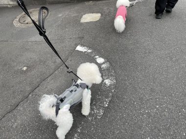 ビションフリーゼ　おもち 自分の事ですが  トルコレストランが素敵だった IMG_9083-380x285