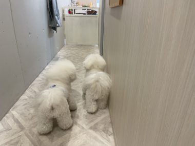 ビションフリーゼ　おもち  おもちふくらむトリミング IMG_9115-380x285