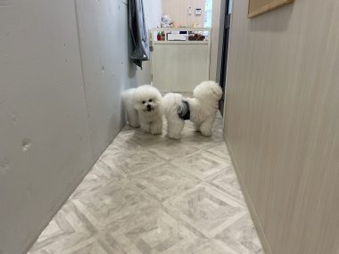 ビションフリーゼ　おもち  おもちふくらむトリミング IMG_9117-380x285