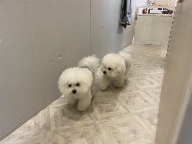ビションフリーゼ　おもち  おもちふくらむトリミング IMG_9119-380x285