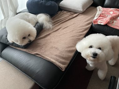 ビションフリーゼ　おもち  おもちふくらむトリミング IMG_9126-380x285