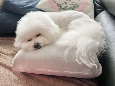 ビションフリーゼ　おもち  おもちふくらむトリミング IMG_9127-380x285