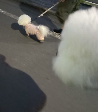 ビションフリーゼ　おもち  おじ誕生日(⌒▽⌒) IMG_9162-331x380